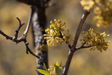 Flower of a Cornelian cherry, Cornus mas.