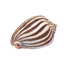 Illustrations of underwater life objects - brown sea shell, marine design. Watercolor hand drawn painting illustration isolated on white background.