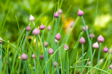 blooming chive growing in the garden