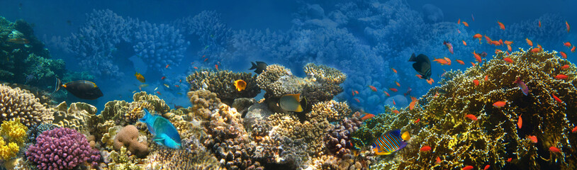 Naklejka na ściany i meble Underwater world. Coral fishes of Red sea.