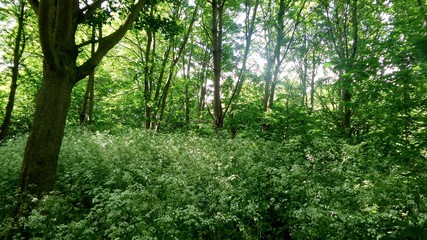 forest in the morning