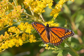 Viceroy Butterfly