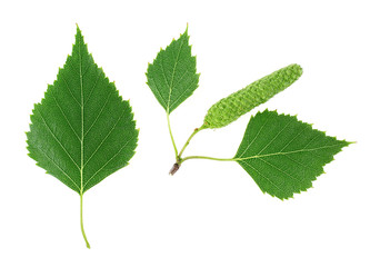 Isolated image of green birch leaves and bud on a white background, top view.