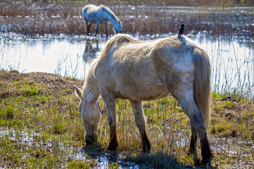 White horse and starling in wetland in national park in Spain (Aiguamolls de l Emporda)