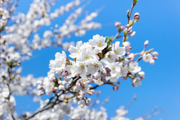 Obraz premium White pink Sakura flowers, petals blossoming on trees on a background of blue sky.