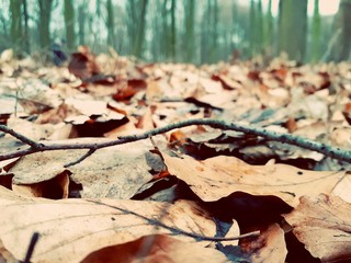 autumn leaves in the forest