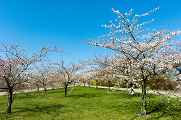 Garden with many blooming Sakura trees with green grass and clear blue sky.