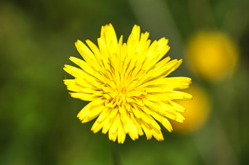 Common Dandelion Photographed in the Sardinian Countryside Macro photography