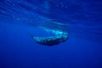Fototapeta premium Underwater shot of a family of sperm whales. Mauritius