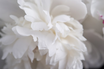 Closeup of White Peonies Against Black Background