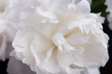 Closeup of White Peonies Against Black Background