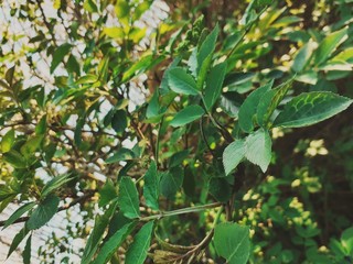 green leaves in the garden