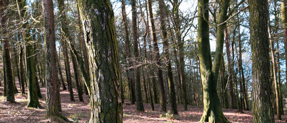 Fototapeta premium Forest in Shropshire 
