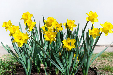 Bush of yellow Daffodil or spring narcissus flowers growing outside in a garden.