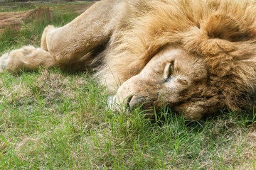 sleeping lion on the grass at the zoo
