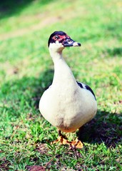 duck in the grass