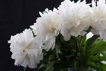 Closeup of White Peonies Against Black Background
