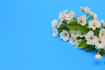 Beautiful white flowers of an apple tree blossomed on a branch. Apple blossom on a blue background close-up. Tender spring background of blooming flowers, banner