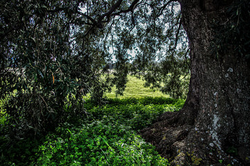 Olive trees photographed in the Sardinia countryside