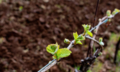 Bud break in an Oregon vineyard, a closeup of new leaves sprouting on grapevines, with a dark blurred background of tilled soil. 
