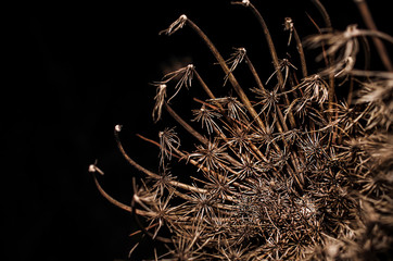 Macro Photography Dacus Carota Wild Carrot Without Flowers Photographed in Winter with Selective Focus and Blur Sardinia Countryside