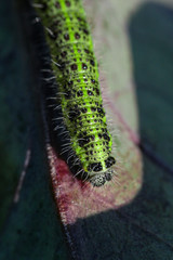 
caterpillar on plant in spring 2020