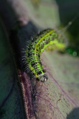 
caterpillar on plant in spring 2020