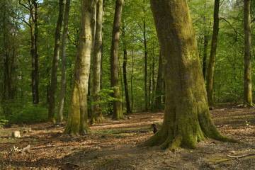 Fototapeta na wymiar Buchen Eichen Laub Misch Wald im Frühling