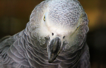 Miami Street Photography African Grey Parrot Weird Unique Digital Art