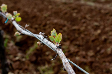 New leaves sprout on a grapevine in spring in an Oregon vineyard, dark tilled soil in the blurred background.