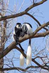 Obraz premium monkey on a tree and behind it a blue sky