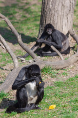 
monkey eats fruit on the grass in the wild