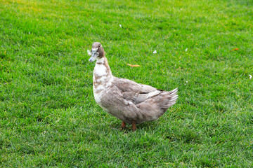 A large green duck stands on a green lawn. Poultry farm in the village. Water birds, hunting