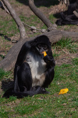 
monkey eats fruit on the grass in the wild