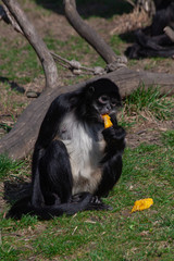 
monkey eats fruit on the grass in the wild