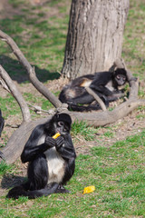 
monkey eats fruit on the grass in the wild