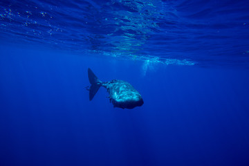 Underwater shot of a family of sperm whales. Mauritius