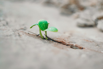 Little sprout pushing through the concrete new growth of green plant