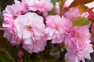Flowers of pink cherry. Flowering tree in garden on spring day