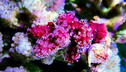 Macro polyps of Red Chili Coral - Alcyonium palmatus