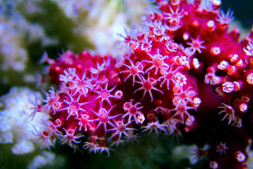 Macro polyps of Red Chili Coral - Alcyonium palmatus
