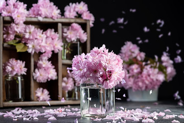 Cherry blossom, sakura flowers in glass jars with wooden box