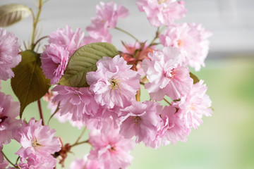 Close up of cherry blossom, sakura flowers on defocused background