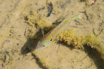 top view of a colored fish