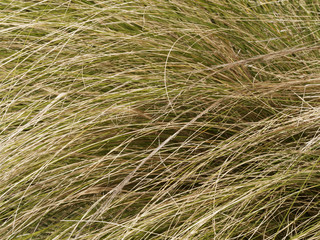 Stipa tenuifolia ou Cheveux d'anges aux fines feuilles linéaires en panicules tombantes, ondulantes et décoratives de couleur vert, blanc et beige
