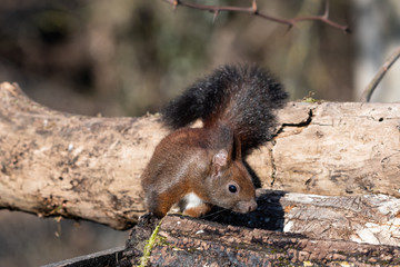 Scoiattolo che gira nel bosco