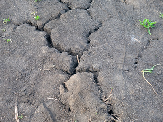 cracked soil