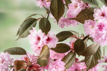 Close up of cherry blossom, sakura flowers on defocused background