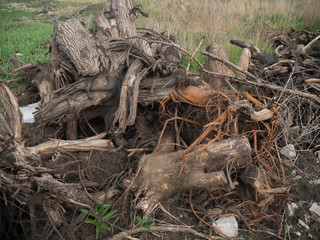 Wood Debris