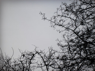 rainy weather and couple of crows on the tree